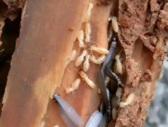 连云港白蚁防治公司分享商铺门店白蚁防控：守护经营环境，避免营业损失